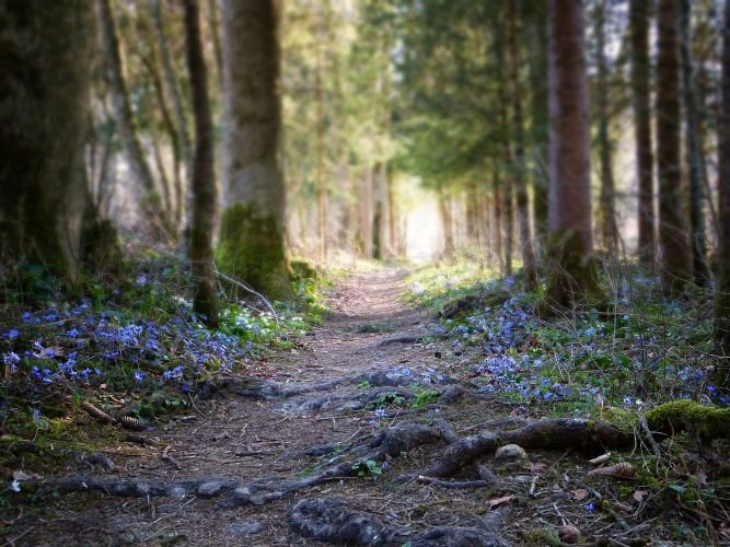 Naturbelassener Waldweg der aus dem Schatten ins Licht führt weckt Hoffnung auf einen möglichen Weg